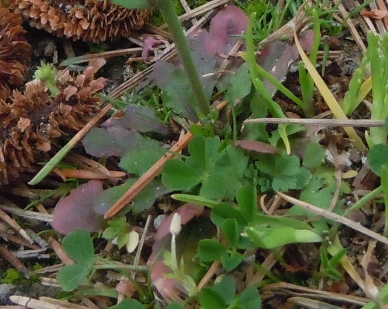 Crucifera da determinare